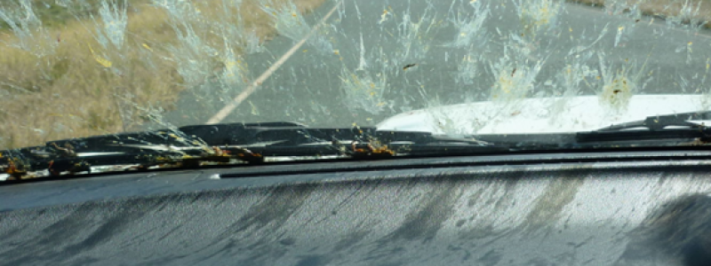 How’s your windscreen? Have you noticed more insect splats this year?